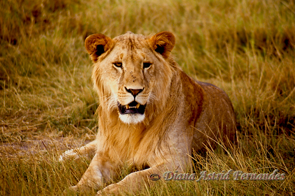 Young-Lion-Amboseli-Kenya